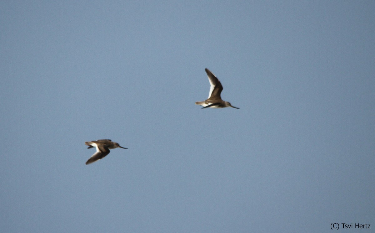 Terek Düdükçünü - ML652205839