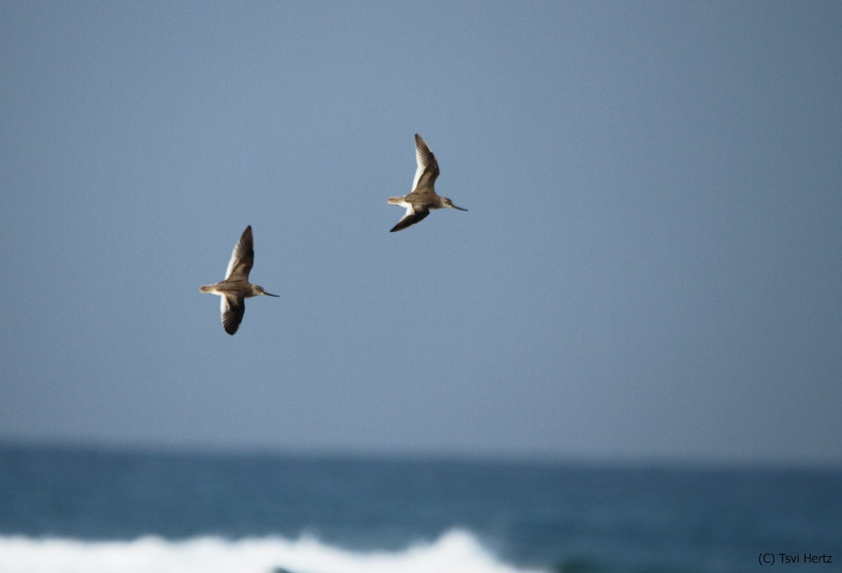 Terek Düdükçünü - ML652205840