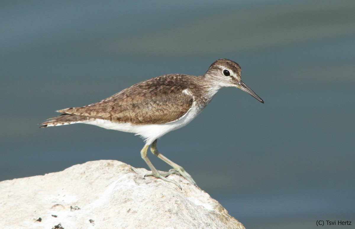 Dere Düdükçünü - ML652205848