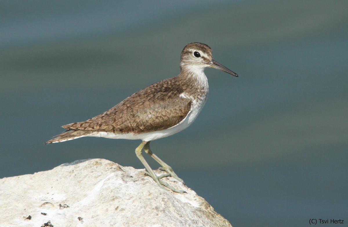 Dere Düdükçünü - ML652205849