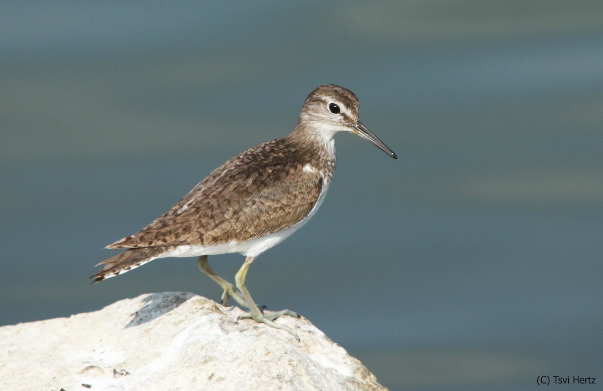 Dere Düdükçünü - ML652205850