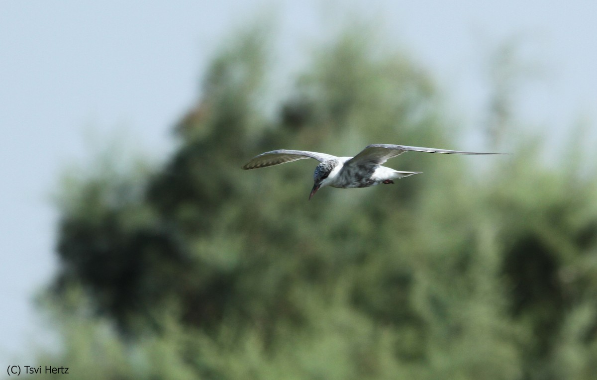 Bıyıklı Sumru - ML652205907