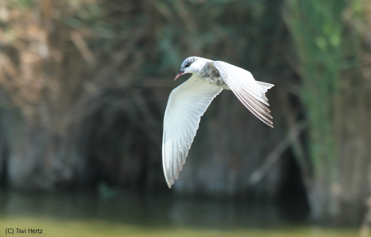 Bıyıklı Sumru - ML652205908