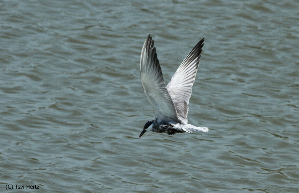 Bıyıklı Sumru - ML652205909