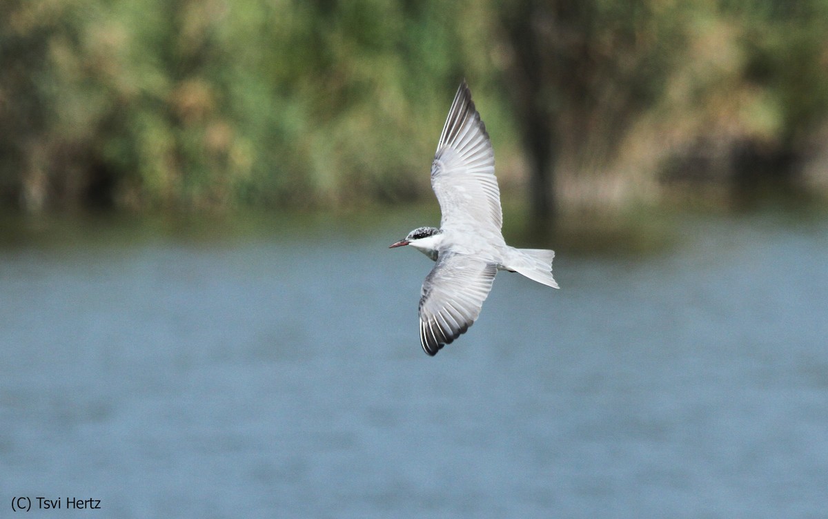 Bıyıklı Sumru - ML652205910