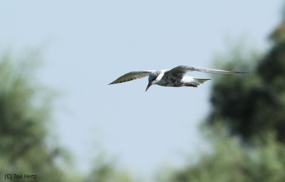 Bıyıklı Sumru - ML652205911