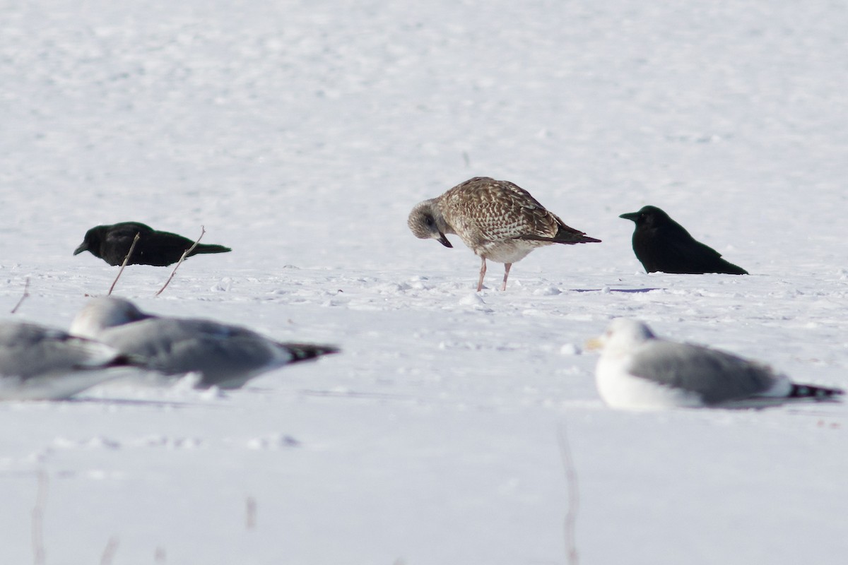 ニシセグロカモメ - ML652206176