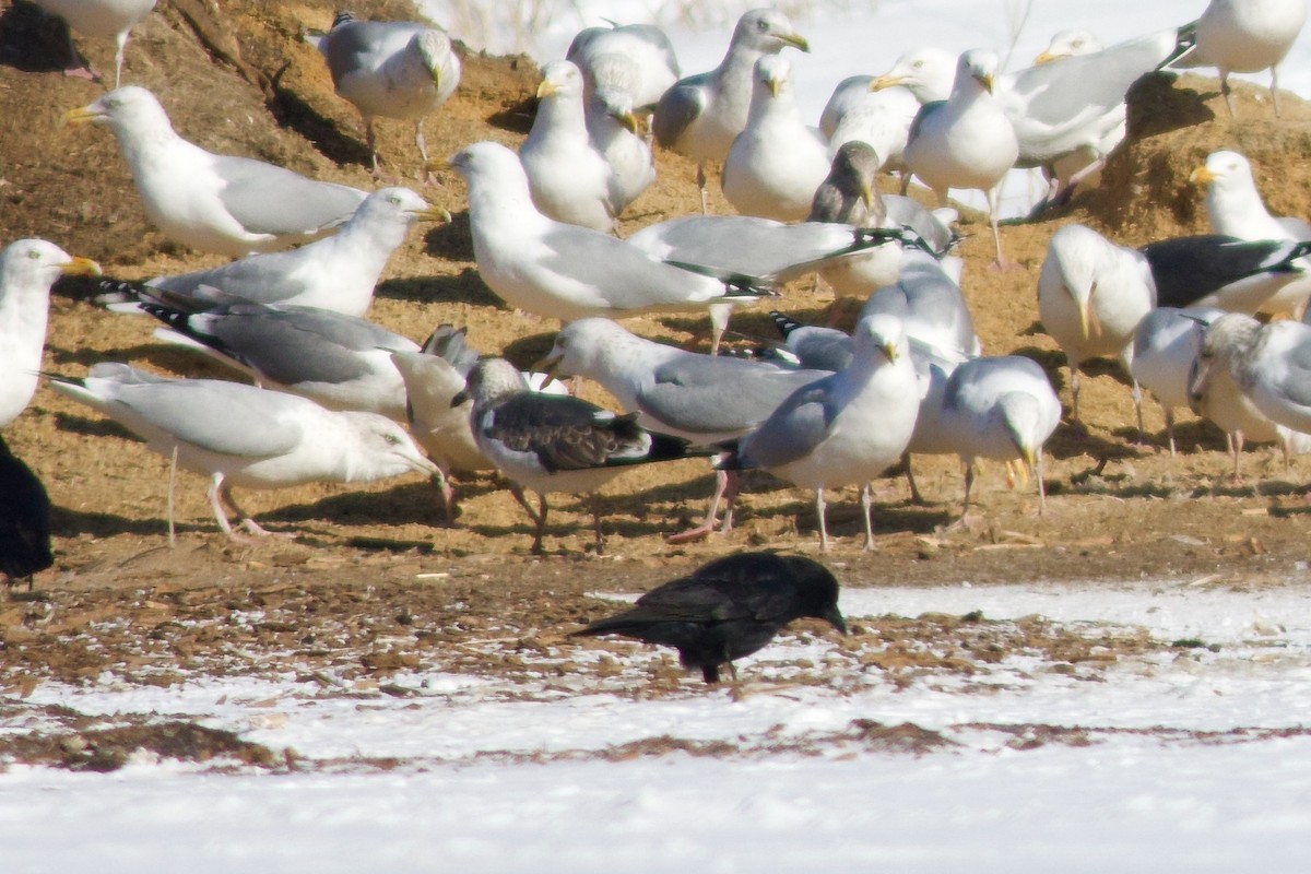 ニシセグロカモメ - ML652206199