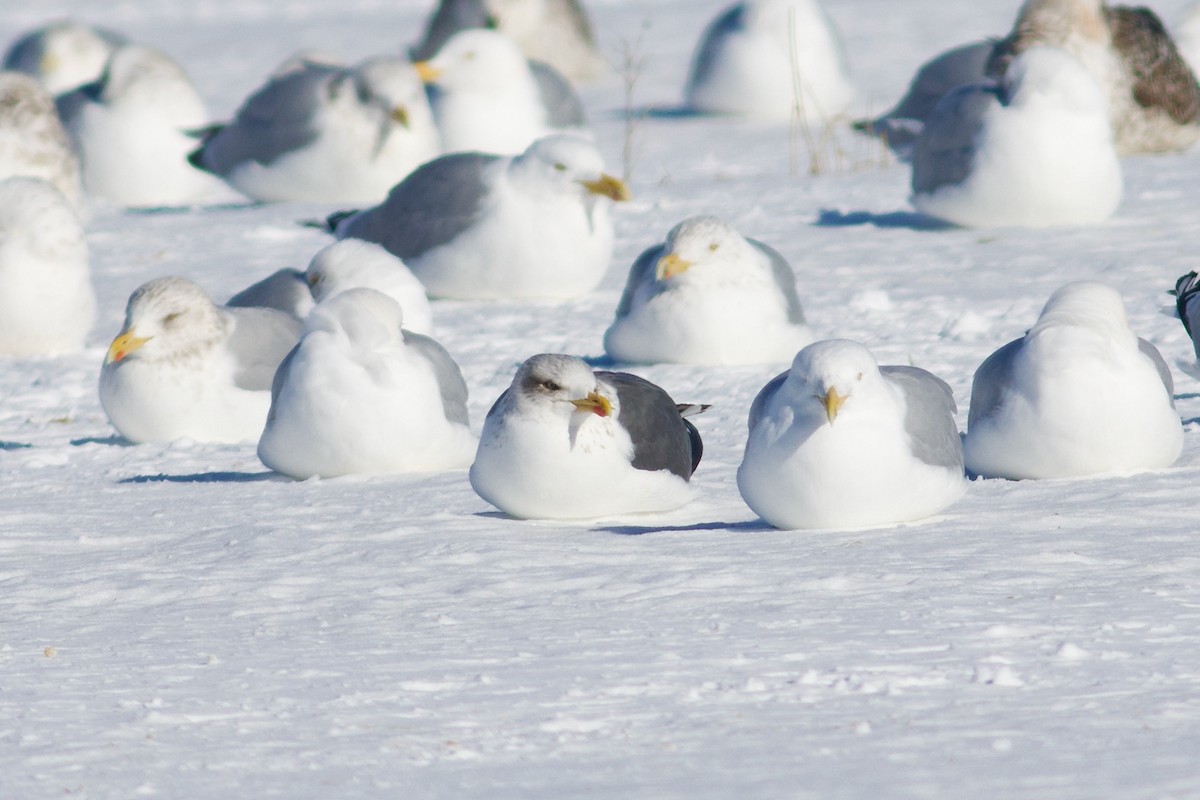 ニシセグロカモメ - ML652206203