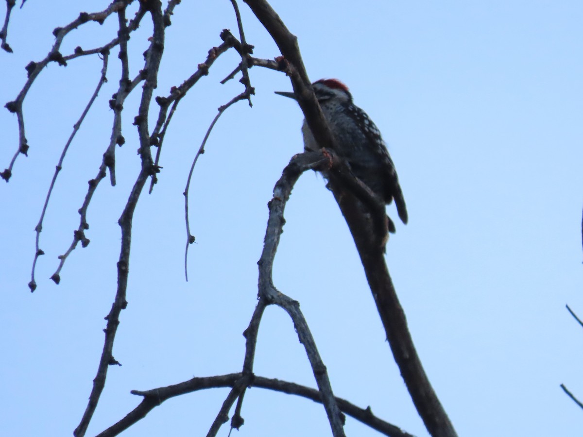 Ladder-backed Woodpecker - ML652206391