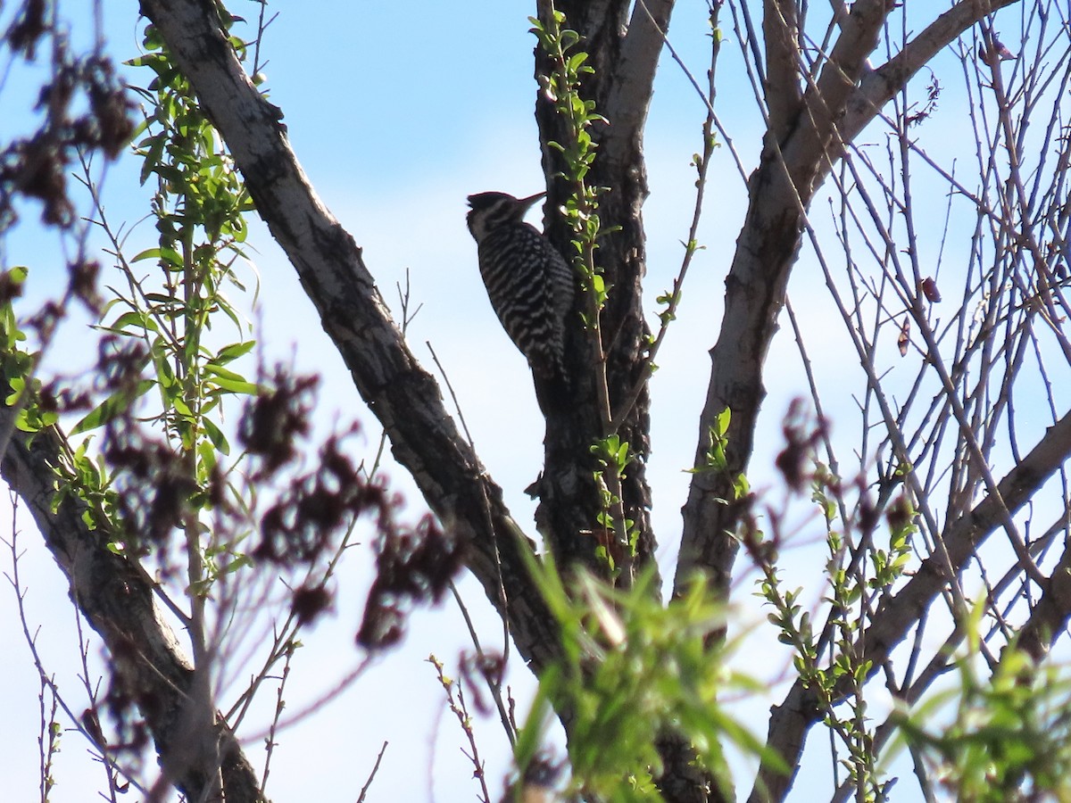 Ladder-backed Woodpecker - ML652206392