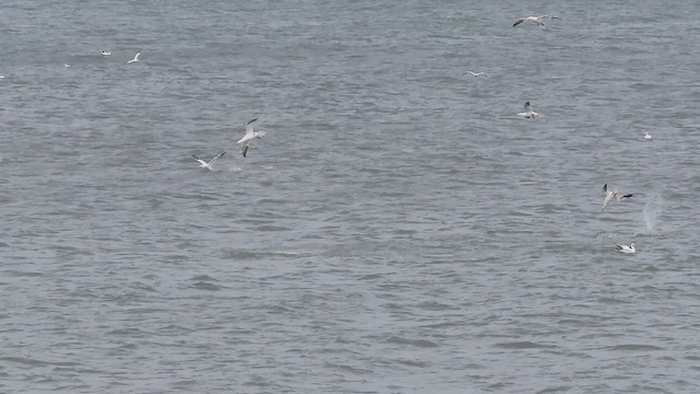 Northern Gannet - ML652206399
