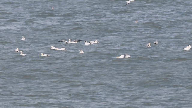 Northern Gannet - ML652206547