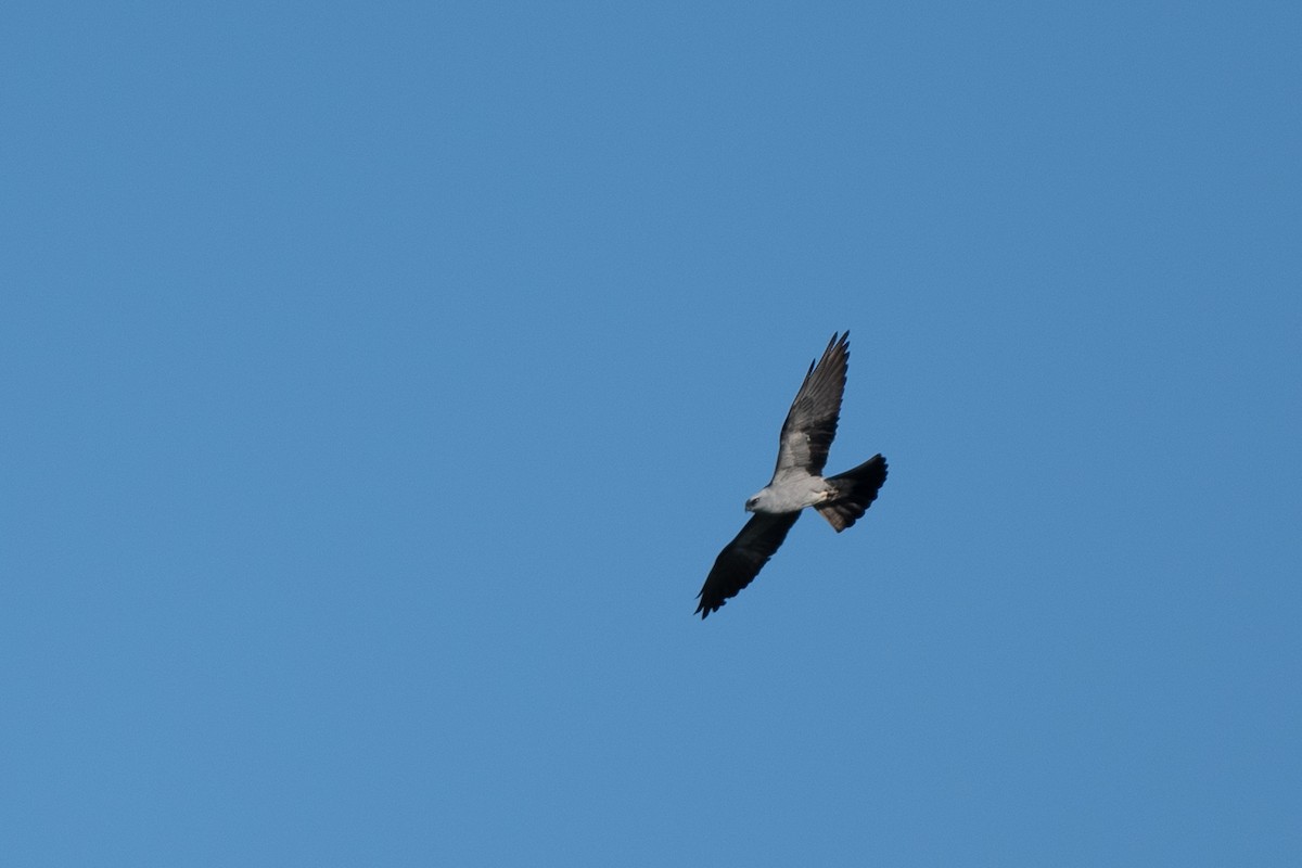 Milan du Mississippi - ML652206607