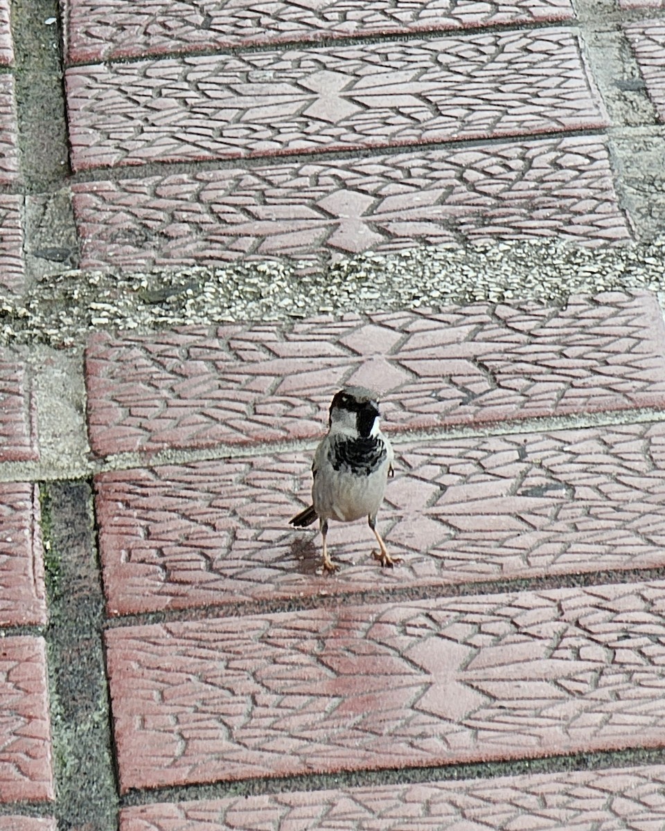 Горобець хатній - ML652206858