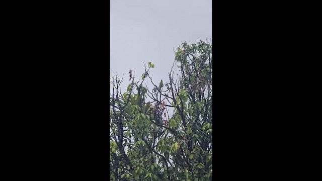 Amazzone fronteblu - ML652206875