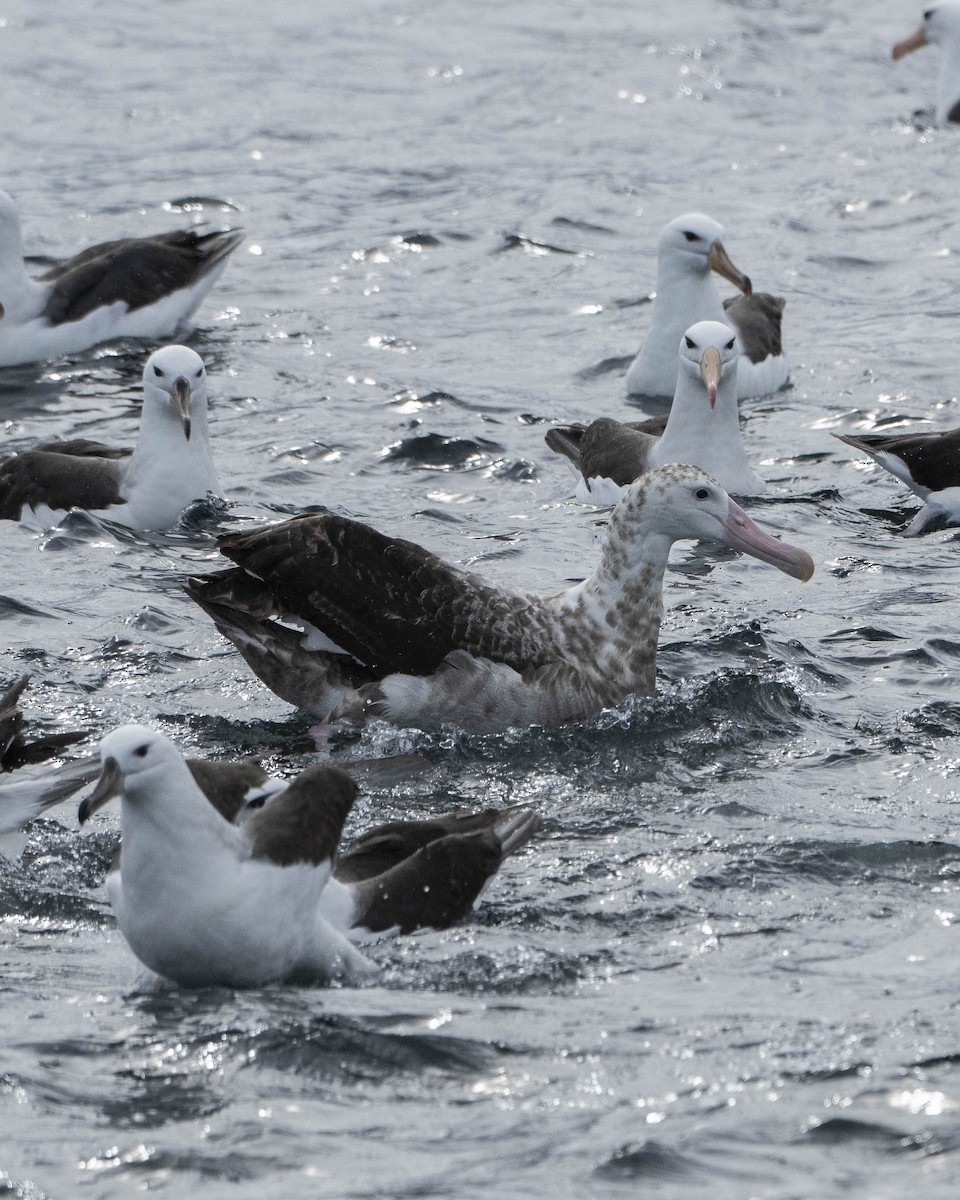 albatros stěhovavý - ML652206961
