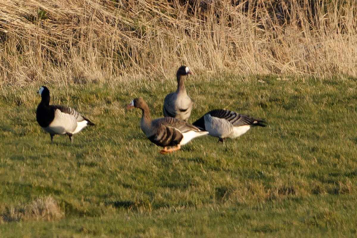 Greater White-fronted Goose - ML652206967