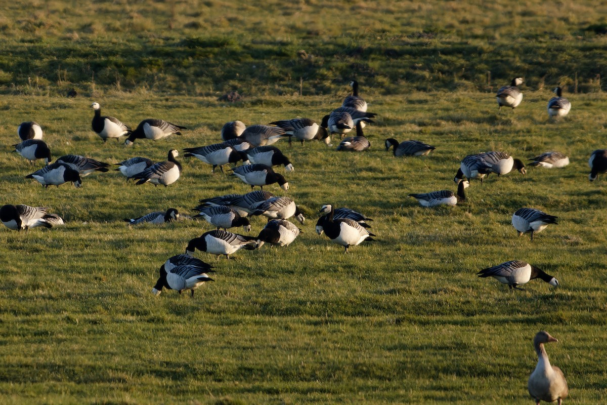 Barnacle Goose - ML652206968