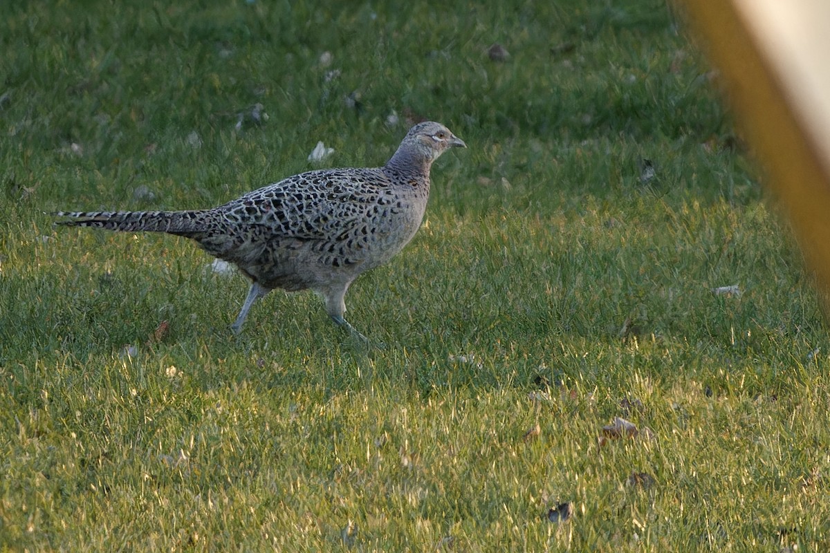 Ring-necked Pheasant - ML652206969