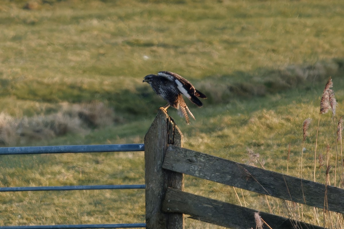 Common Buzzard - ML652206973