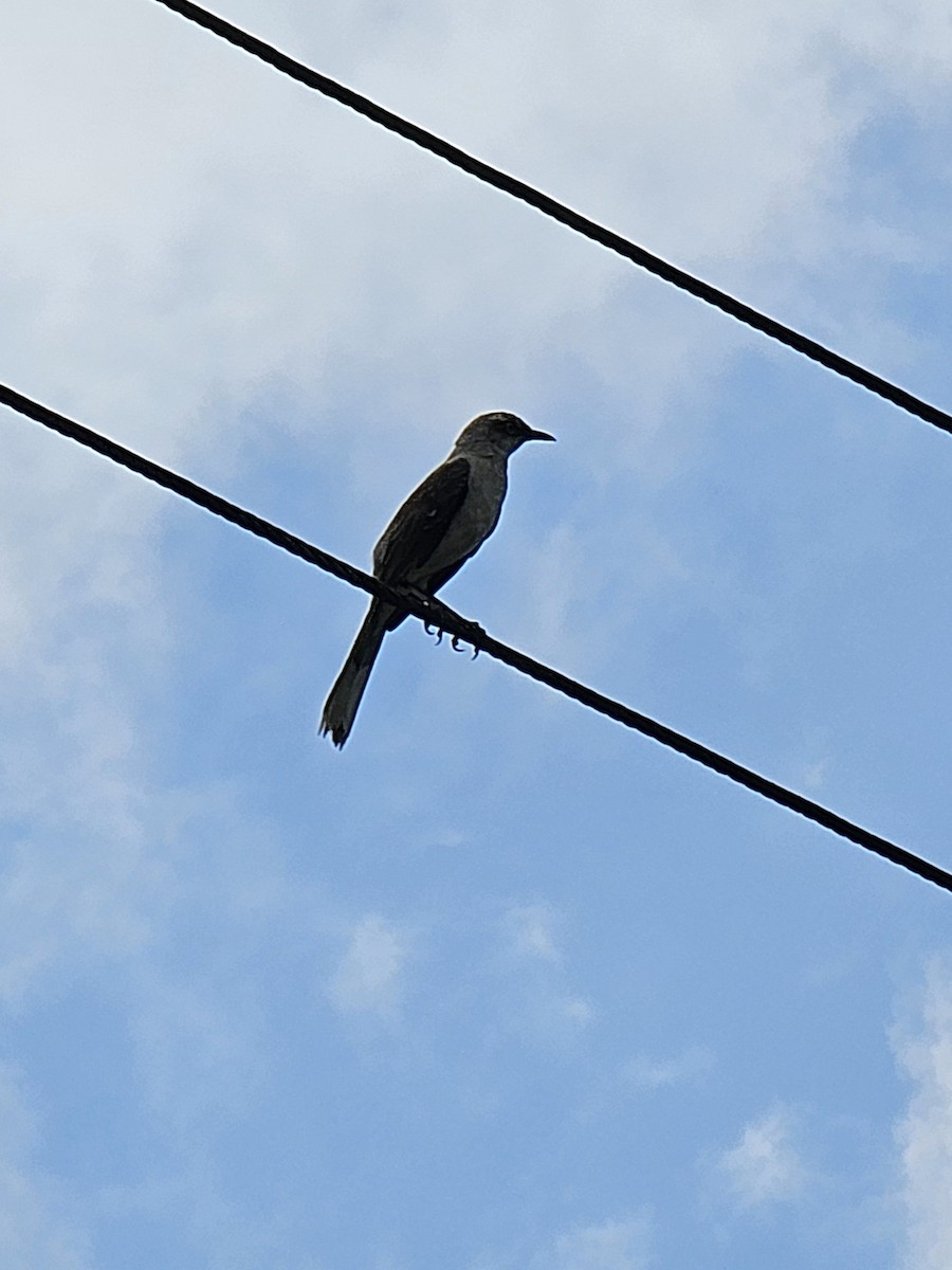 Пересмішник сивий - ML652207103