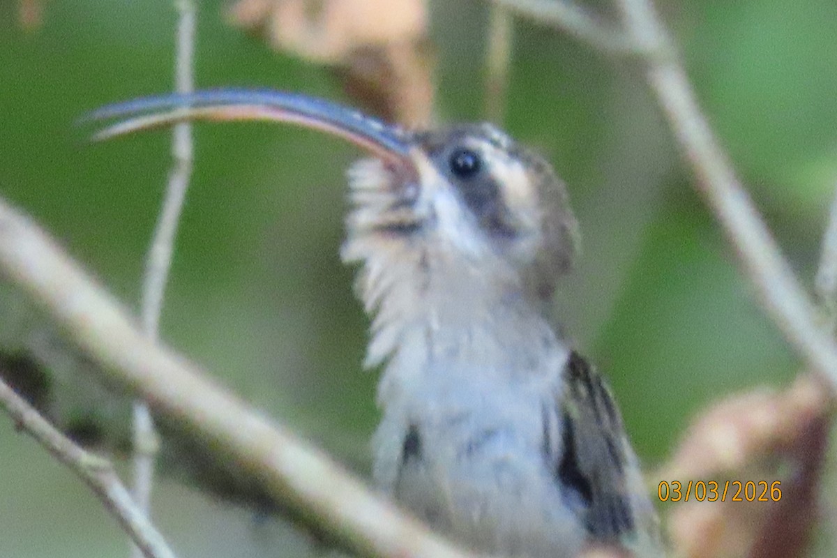 Long-billed Hermit - ML652207121