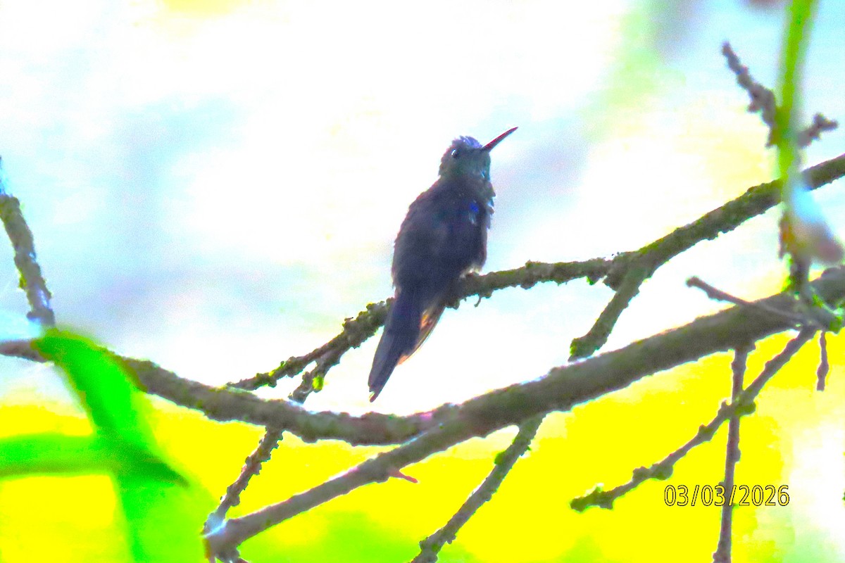 Crowned Woodnymph - ML652207136