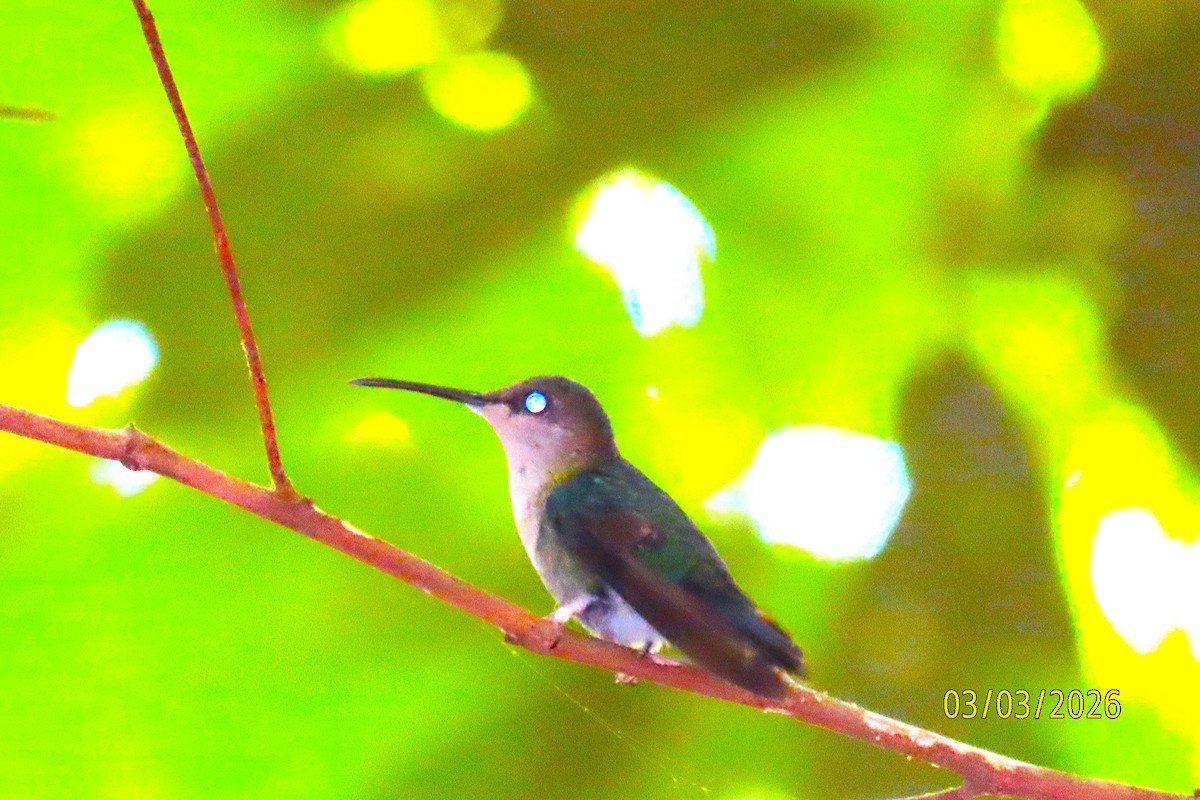 Crowned Woodnymph - ML652207137