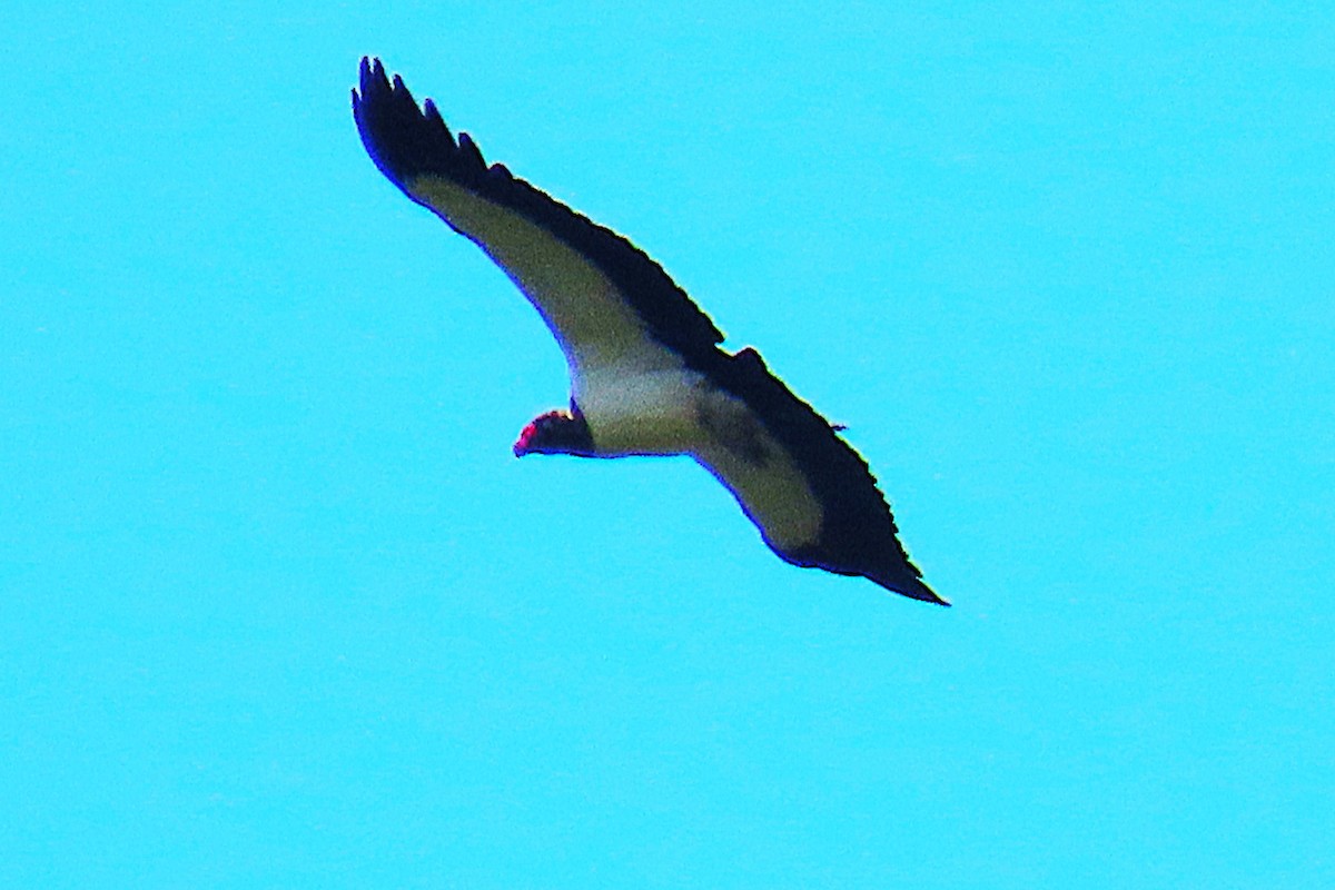 King Vulture - ML652207180