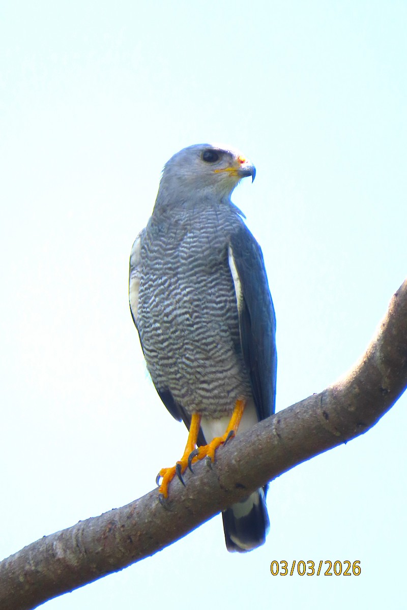 Gray Hawk - ML652207189