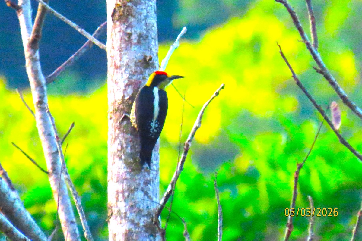 Golden-naped Woodpecker - ML652207202