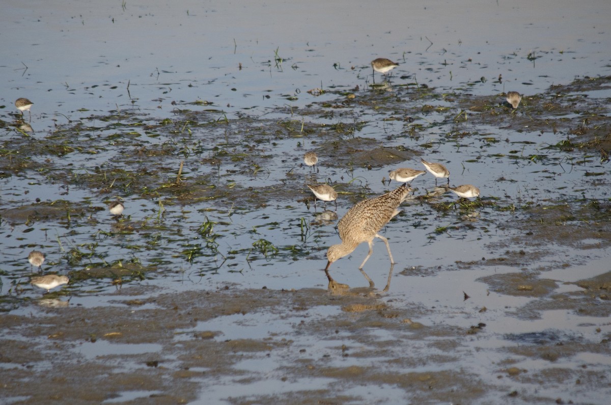 Alaska Kumkuşu - ML652207207