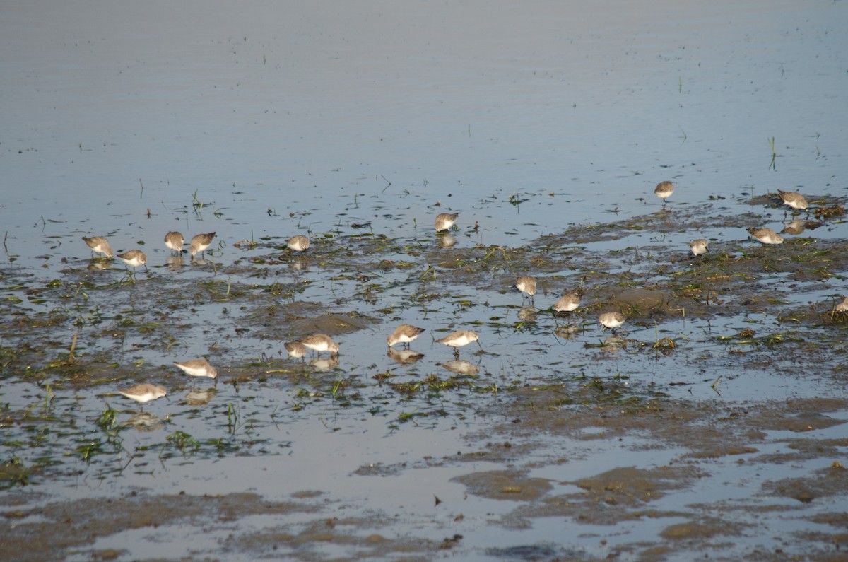 Alaska Kumkuşu - ML652207208