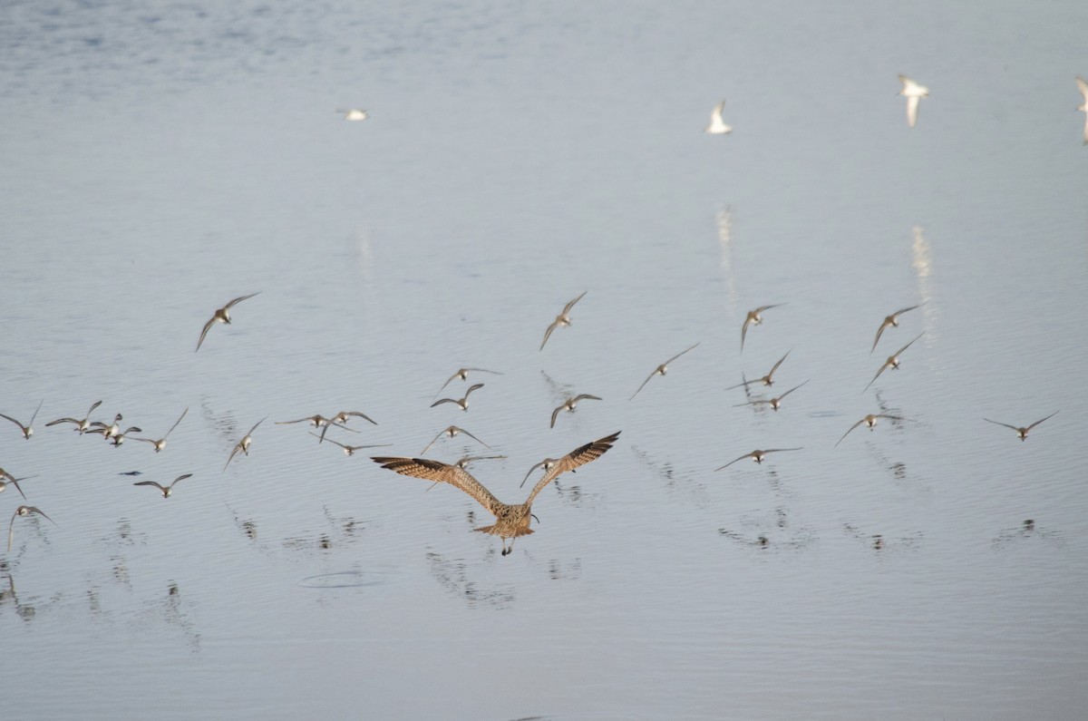 Alaska Kumkuşu - ML652207209