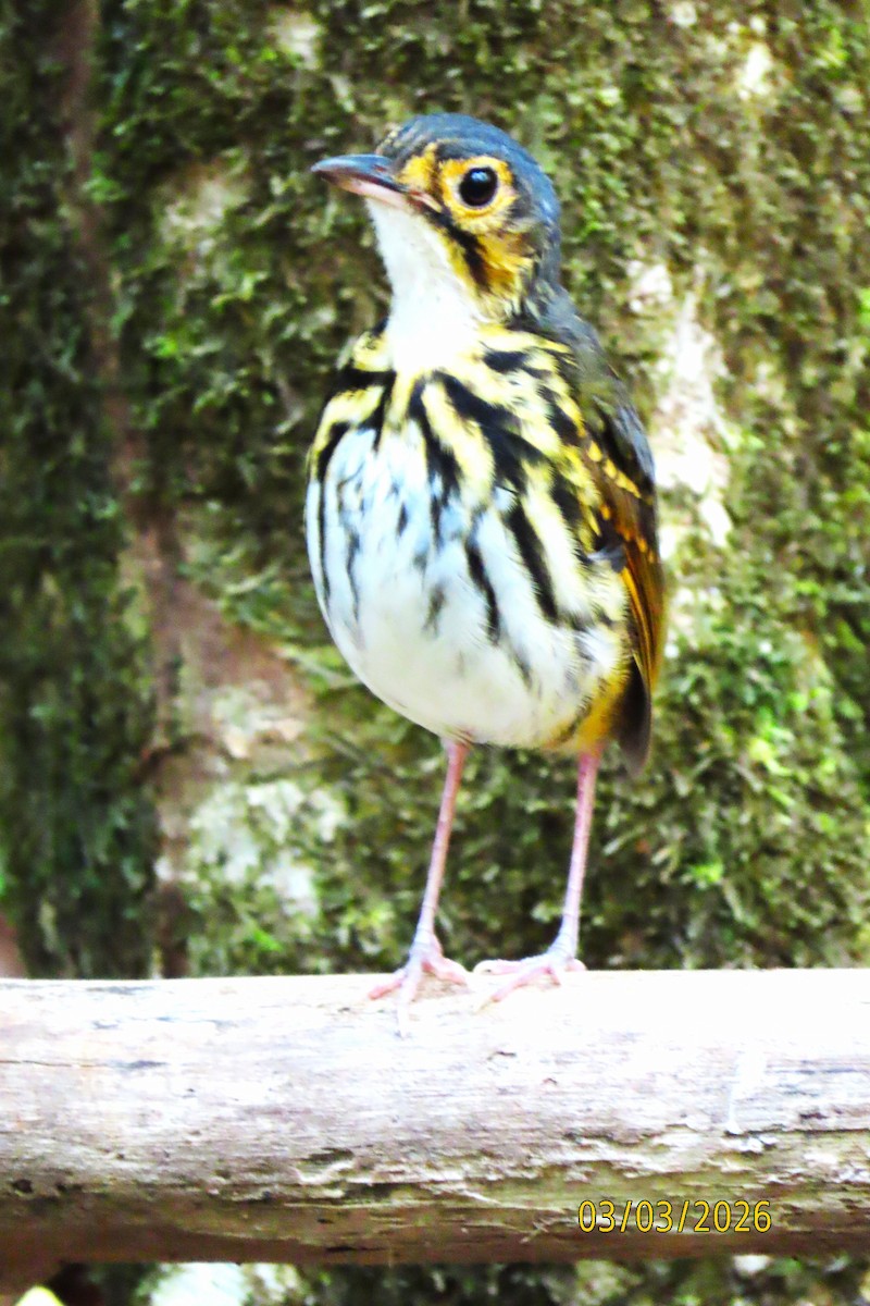 Streak-chested Antpitta - ML652207220