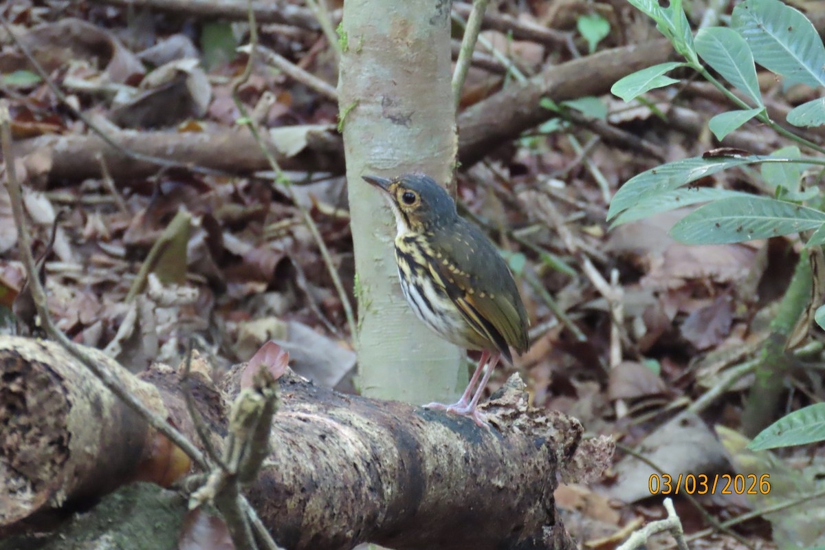 Streak-chested Antpitta - ML652207221