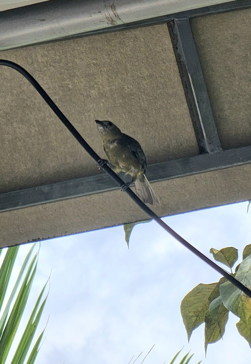 Саяка пальмова - ML652207224