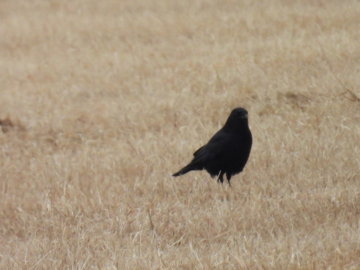 American Crow - ML652207231