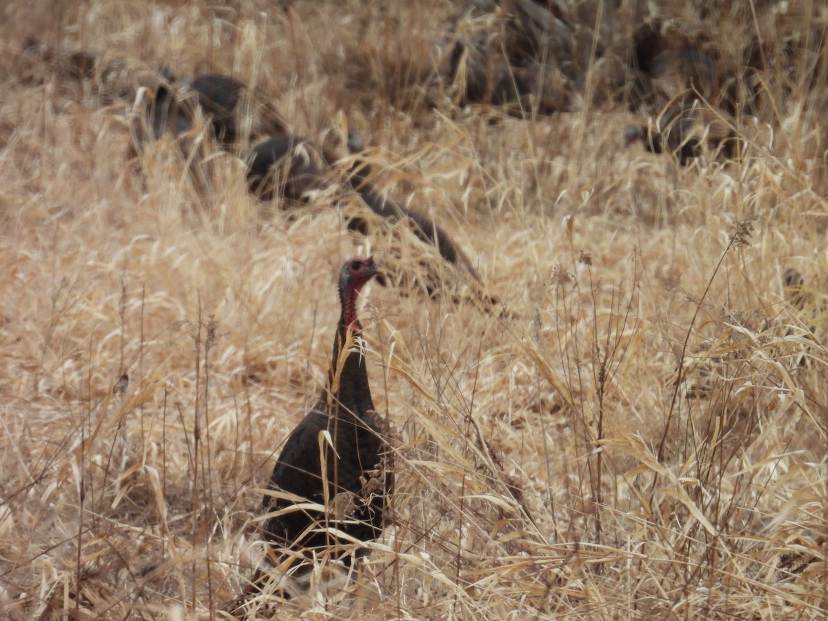 Wild Turkey - ML652207242