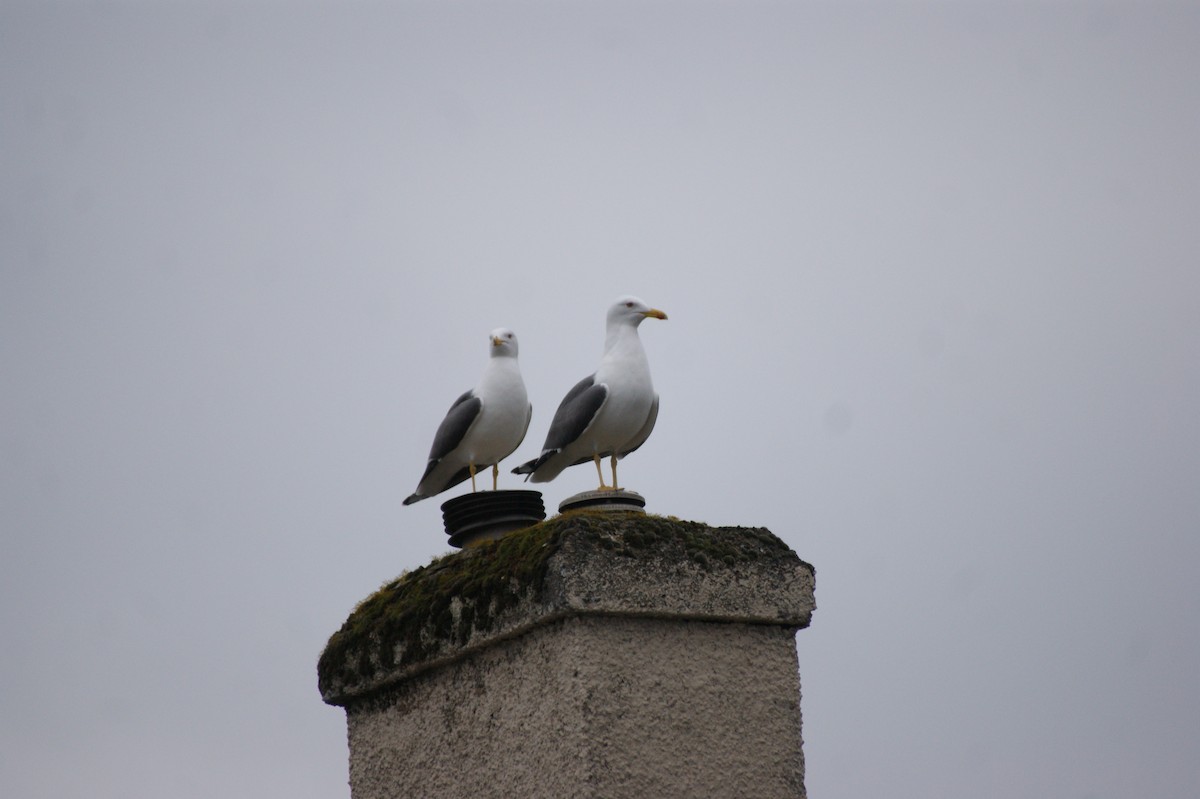 ニシセグロカモメ - ML652207610