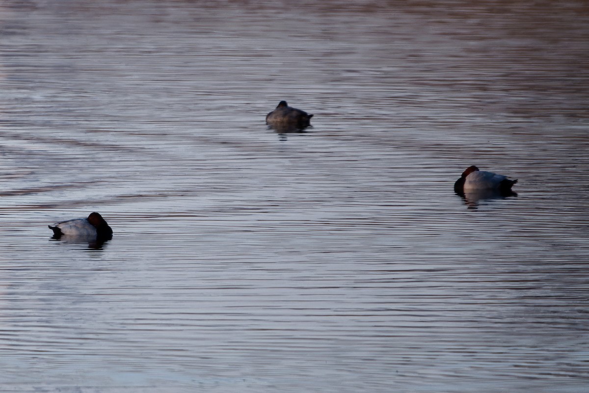 Common Pochard - ML652207682
