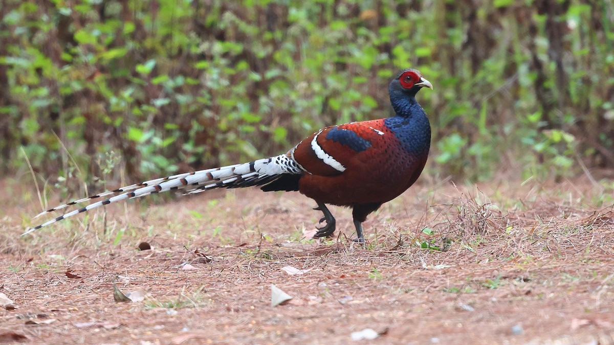 Mrs. Hume's Pheasant - ML652207734