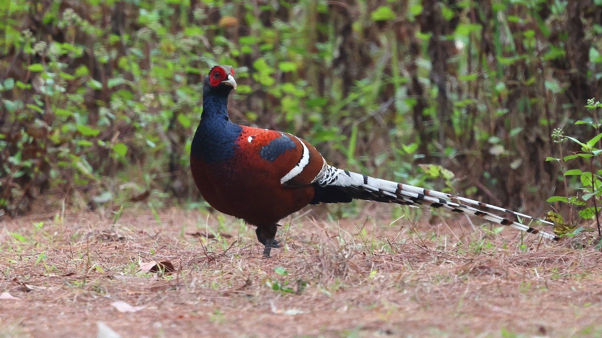 Mrs. Hume's Pheasant - ML652207736