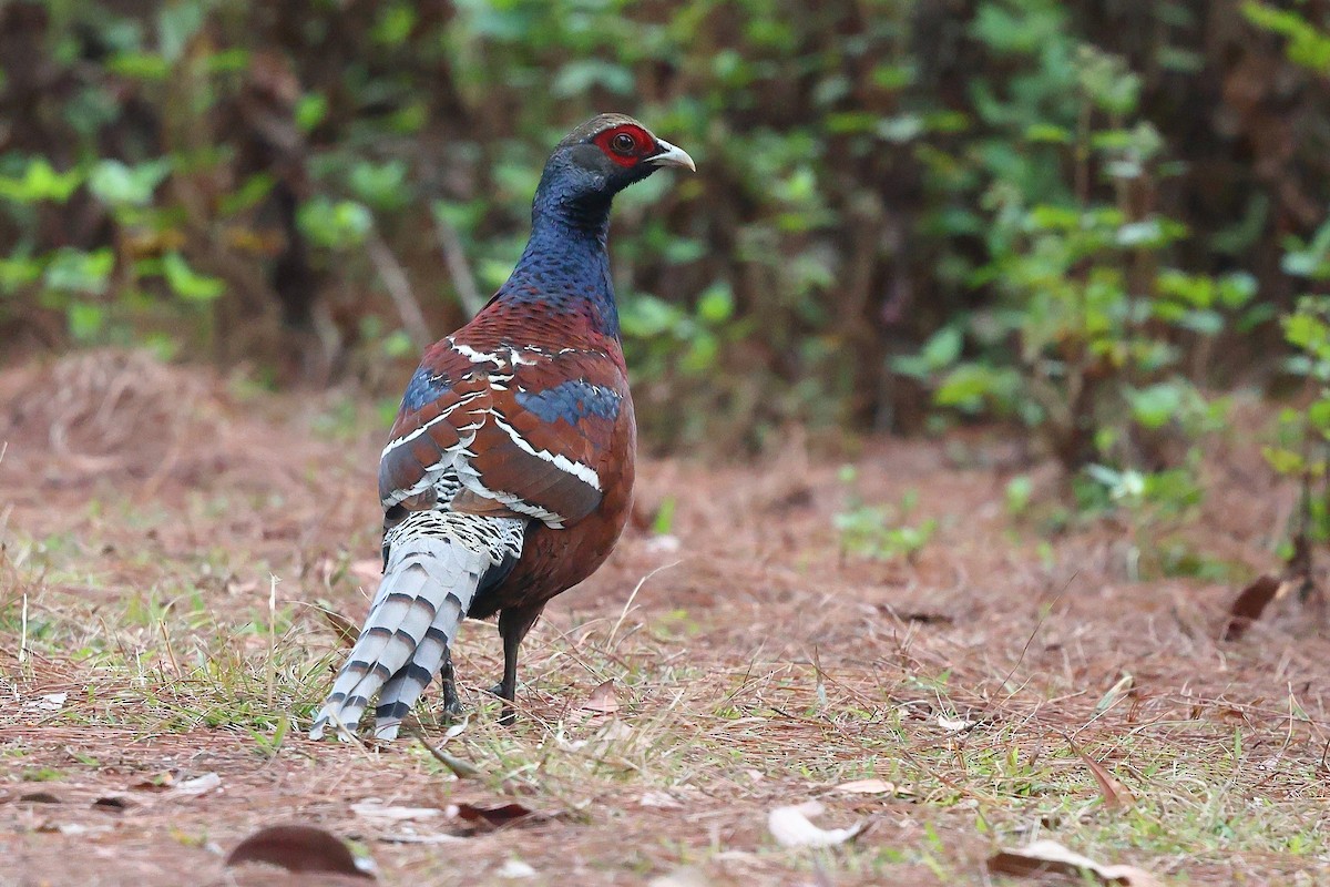 Mrs. Hume's Pheasant - ML652207748