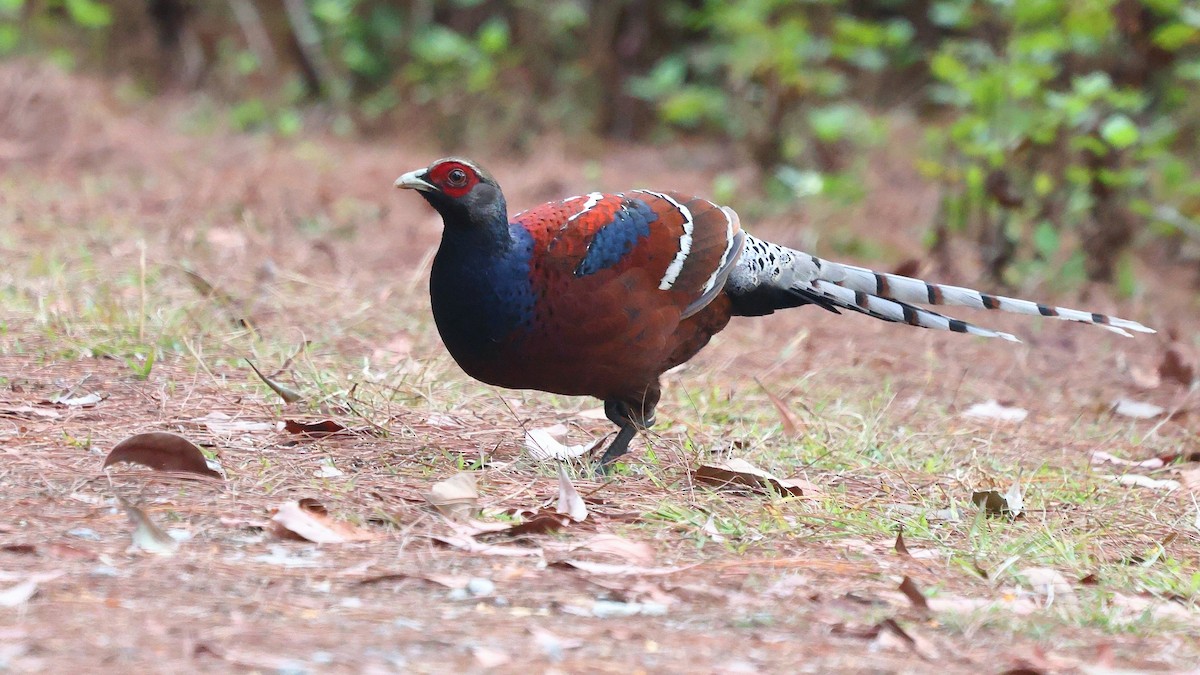 Mrs. Hume's Pheasant - ML652207749