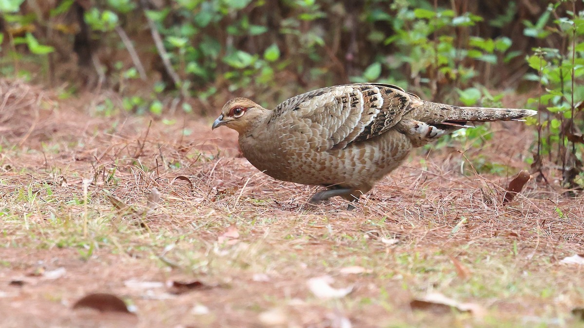 Mrs. Hume's Pheasant - ML652207750