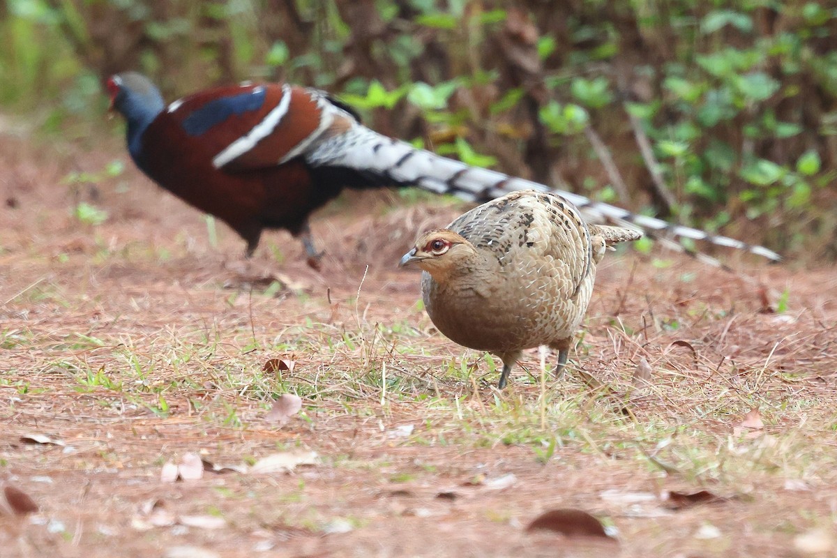 Mrs. Hume's Pheasant - ML652207751