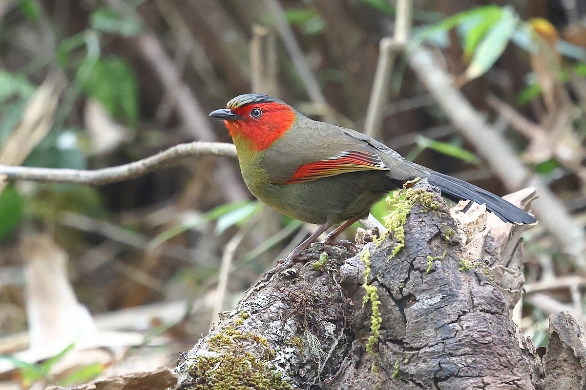 Scarlet-faced Liocichla - ML652207853