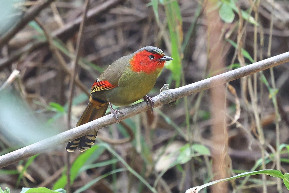Scarlet-faced Liocichla - ML652207854